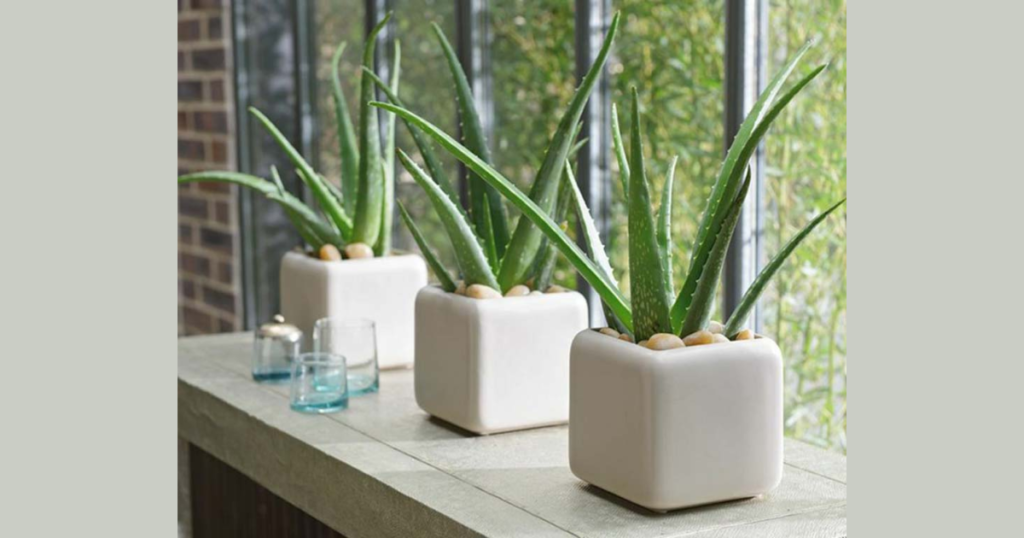 Aloe Vera Bathroom Idea