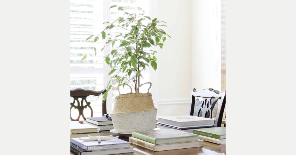 Books and Decorative Objects for a Personalized Look 