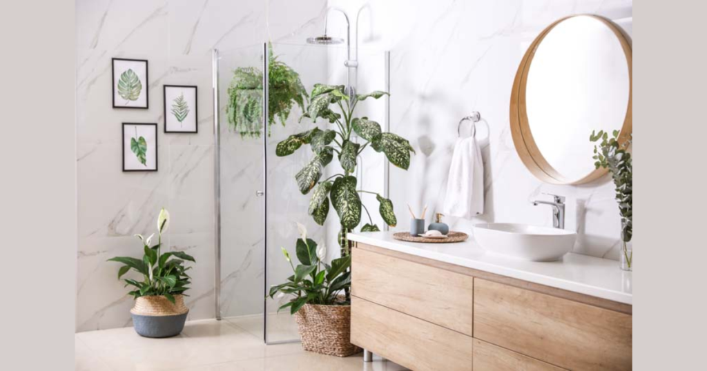 Indoor Plants for Natural Freshness
