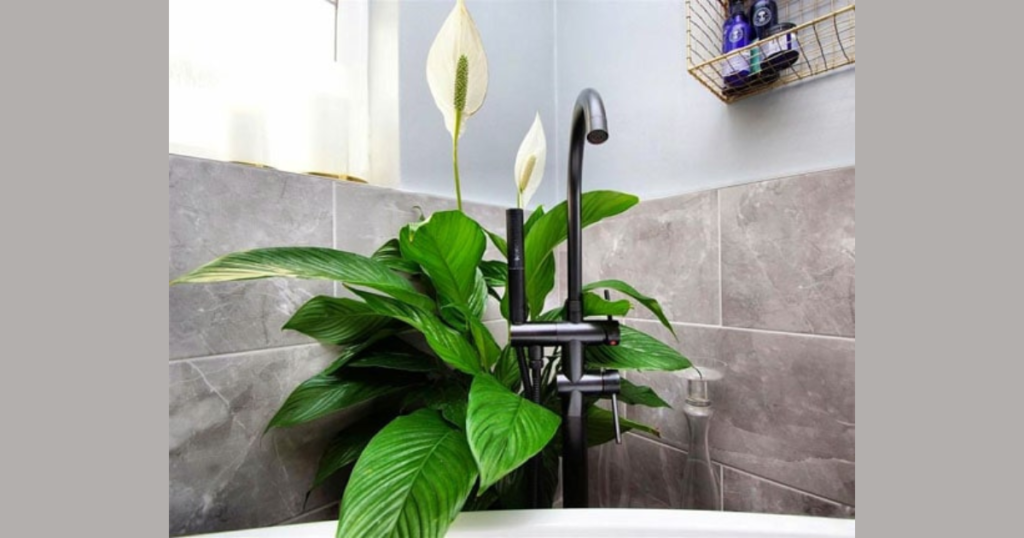  Peace Lily Bathroom Idea