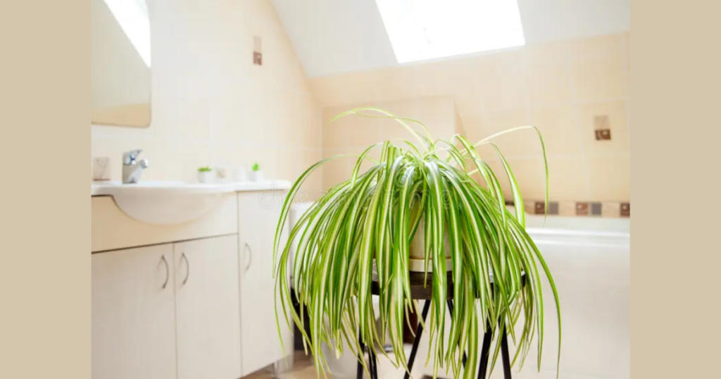 Spider Plant Bathroom Idea
