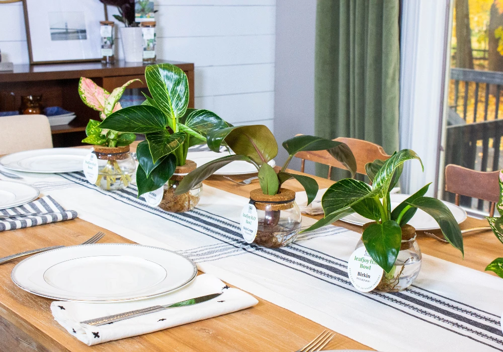 Small Indoor Plant Decoration