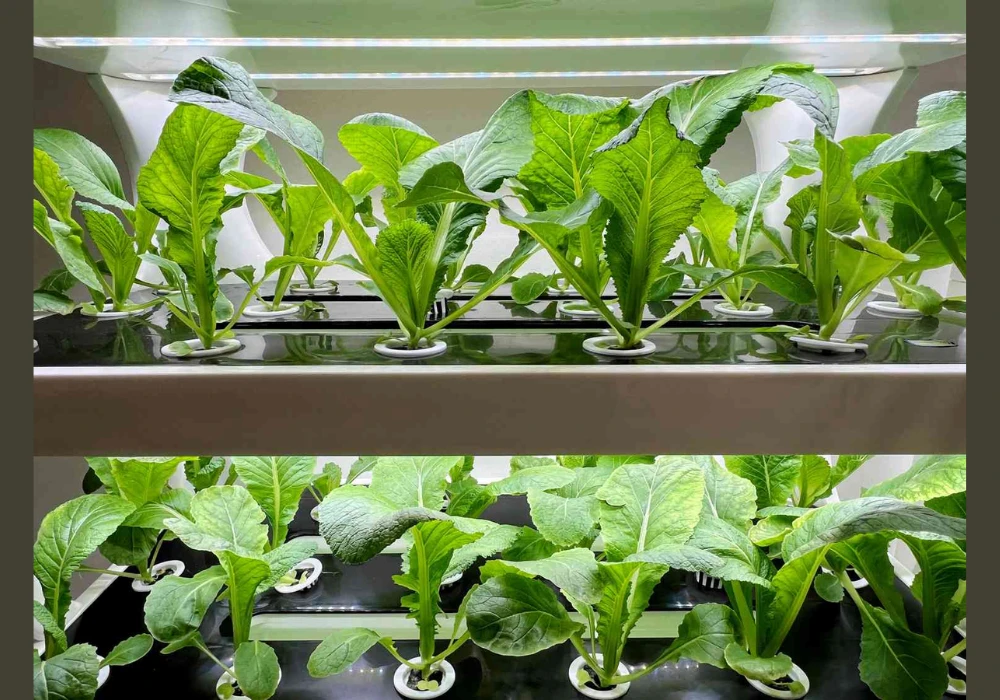 Hydroponic Kitchen Garden Ideas for Soil Free Growing