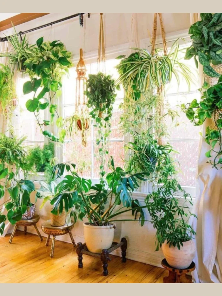 Tropical Plants for a Lush Urban Jungle