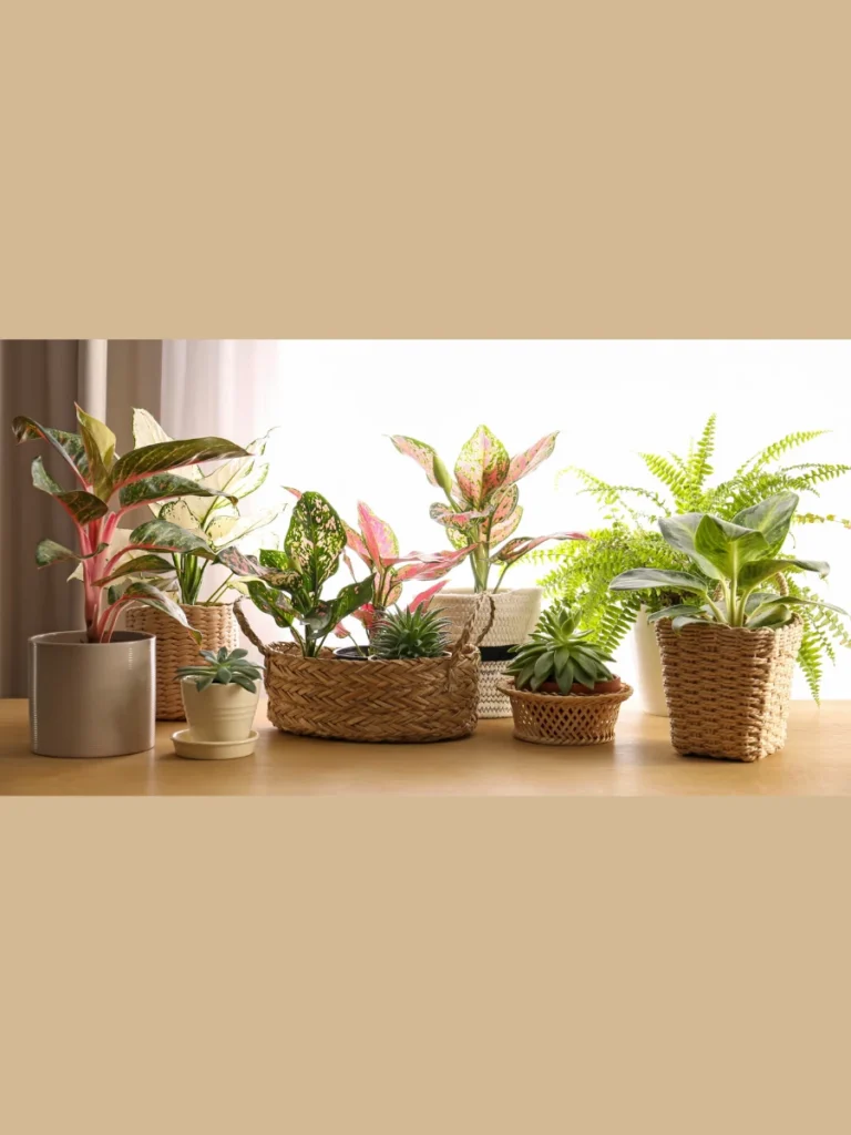  Use Large Potted Floor Plants for Natural Framing