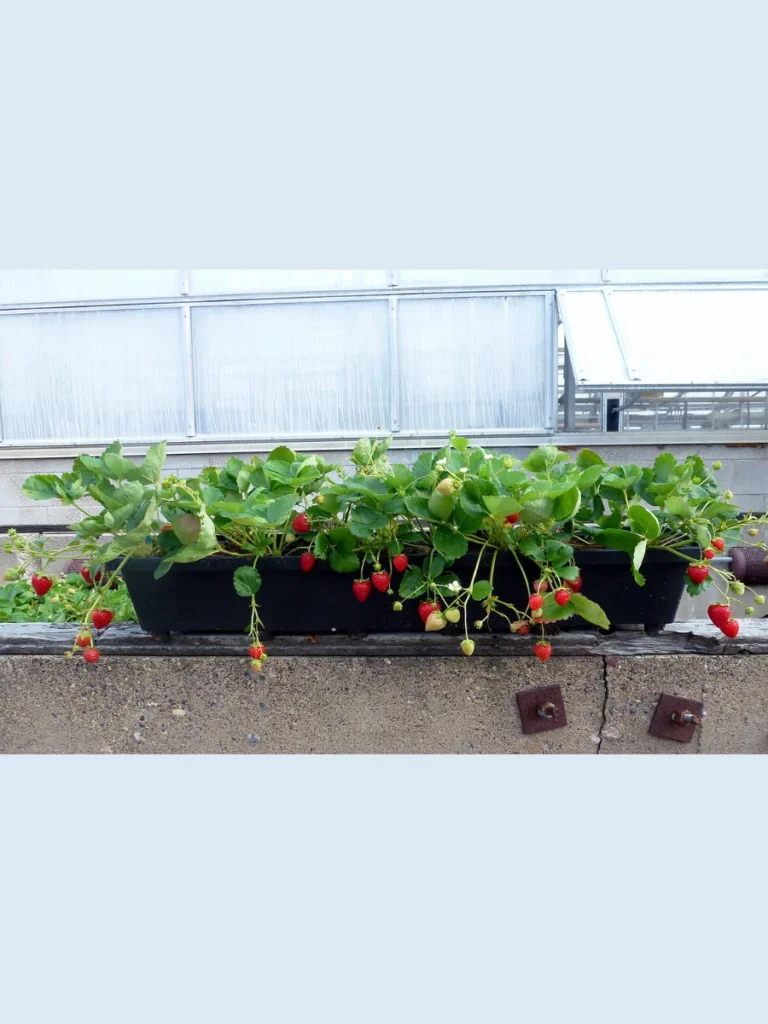 Compact Strawberry Pallet Planters