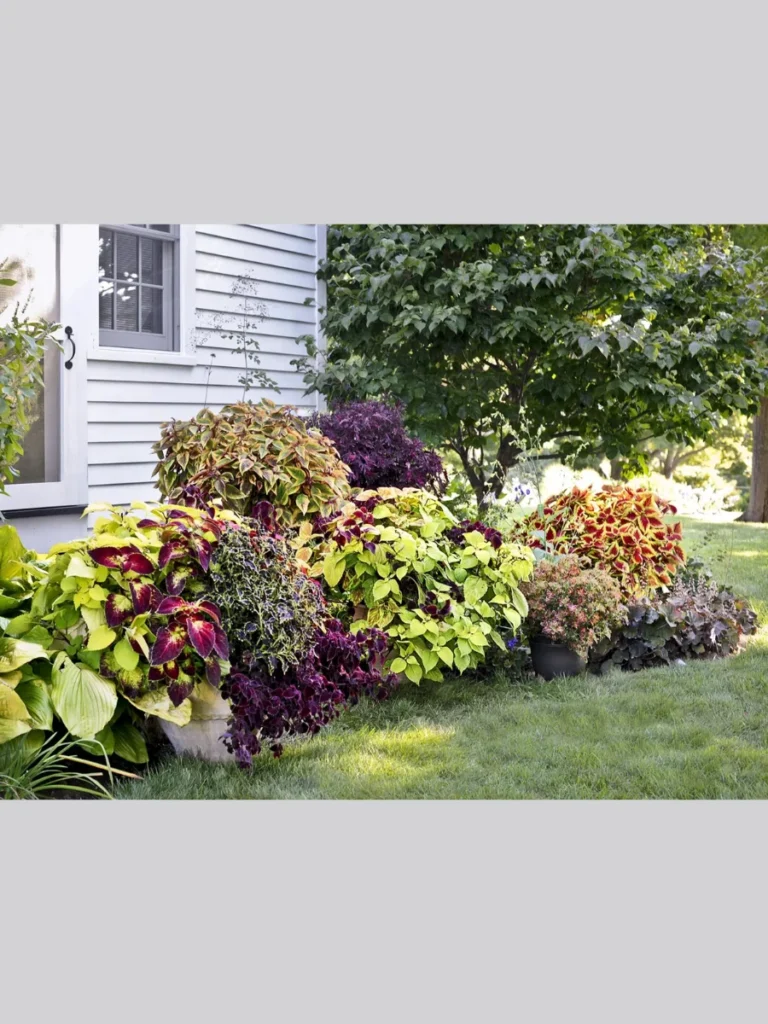  Colorful Coleus For Stunning Foliage Patterns