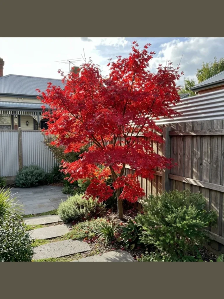  Elegant Japanese Maples For A High End Focal Point