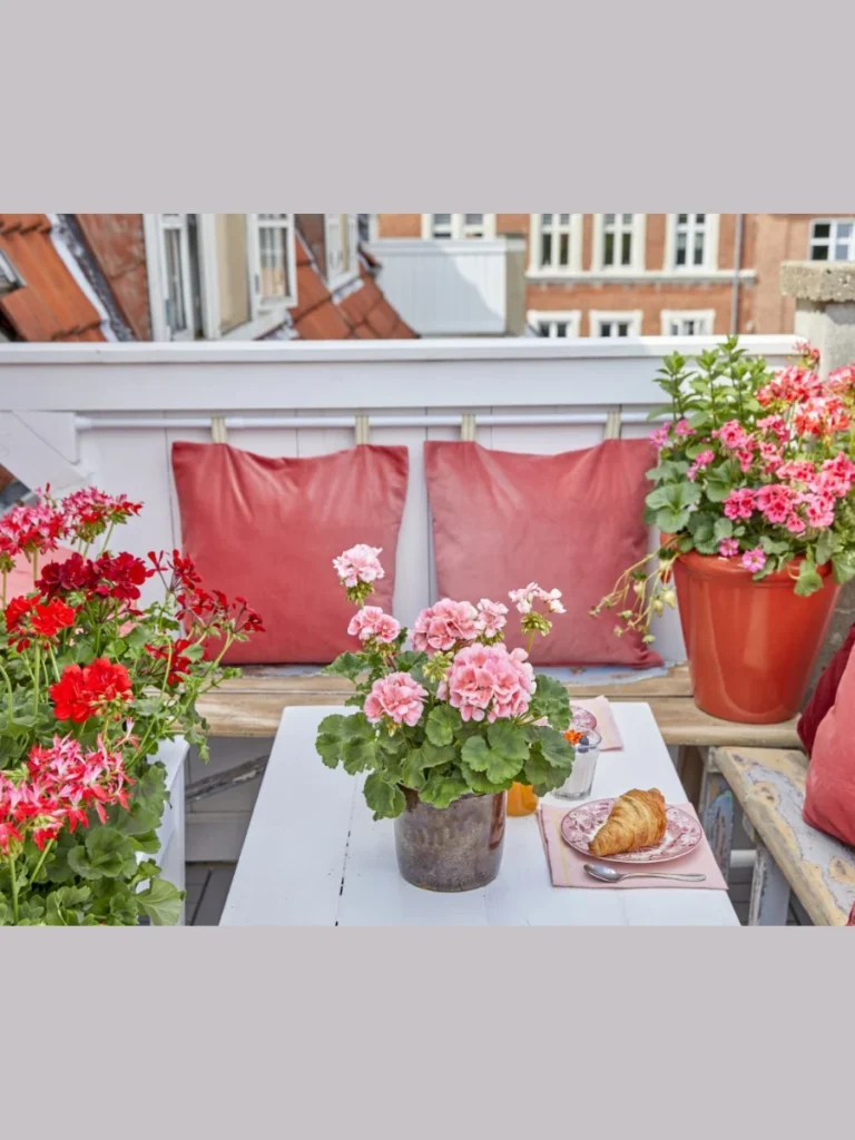  Tough Geraniums For Heat Resistant Balcony Beauty