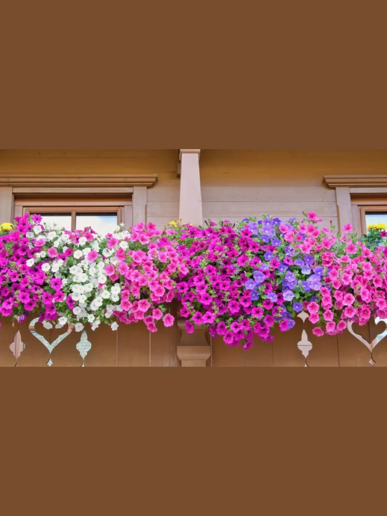  Vibrant Petunias For Colorful Railing Planters
