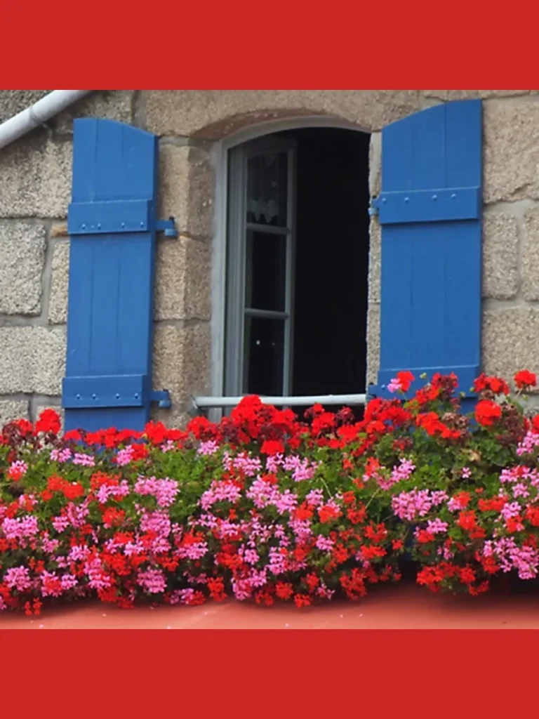 Trailing Geraniums for Mediterranean Vibes