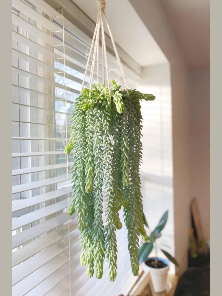 Burro’s Tail for Textured Beauty