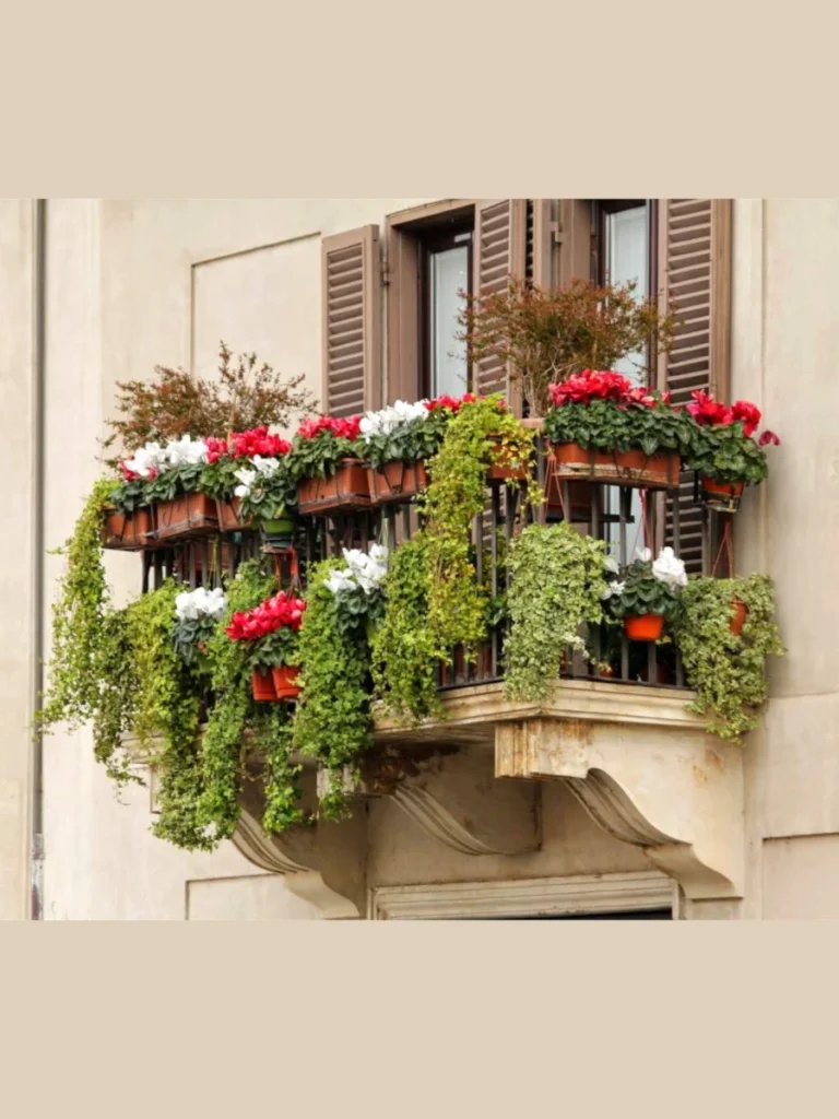 Trailing Verbena for Heat Resistance