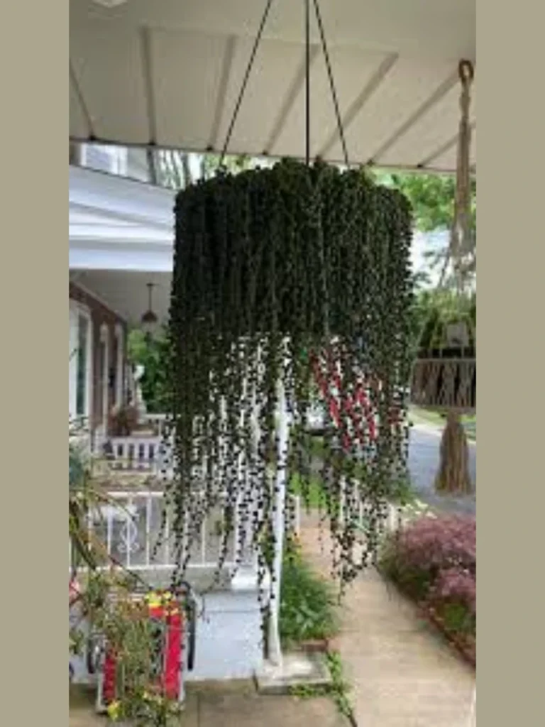 String of Pearls for Modern Aesthetics