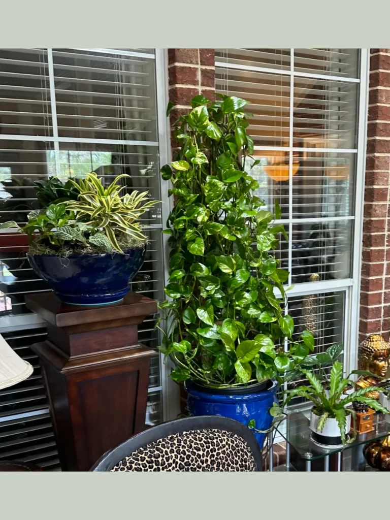  English Ivy for Traditional Style