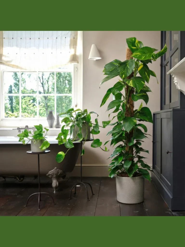 Golden Pothos for Lush Greenery