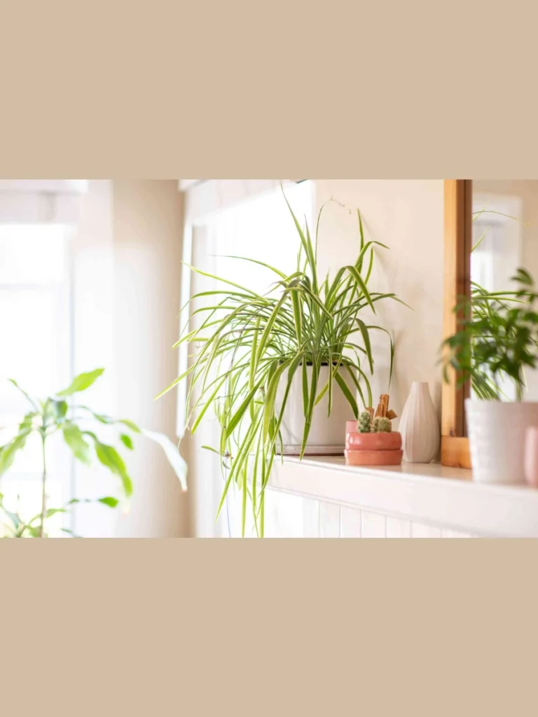 Low Maintenance Spider Plants for Shade