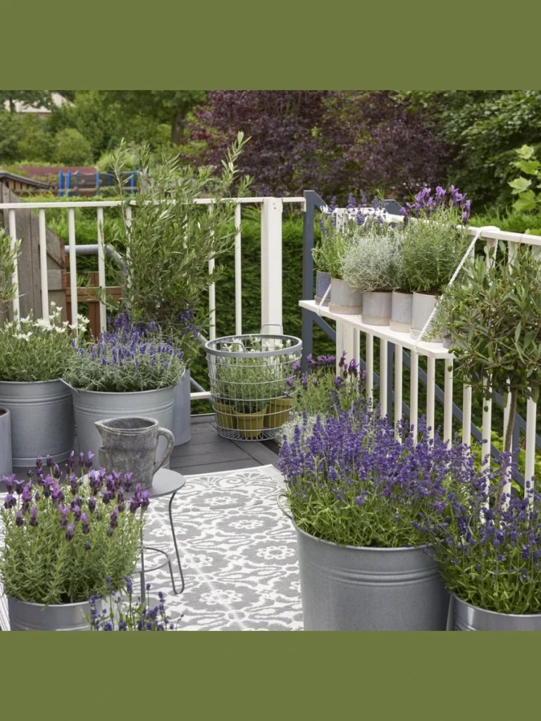 Lavender Pots for a Calming Purple Border