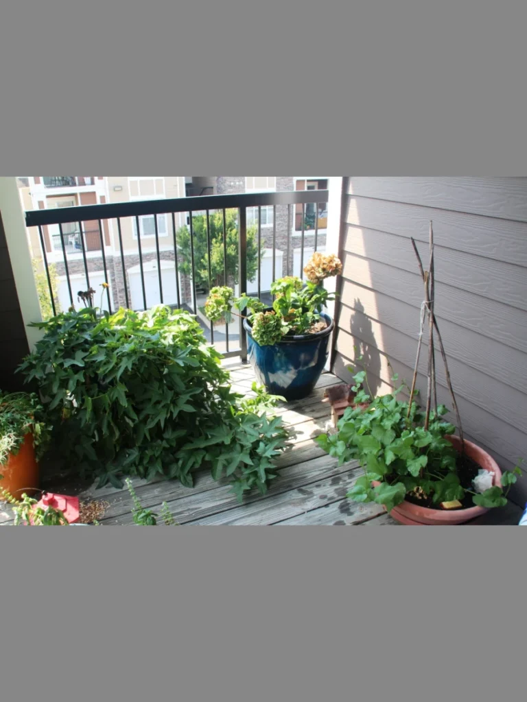 Fragrant Jasmine Trellis for Evening Relaxation