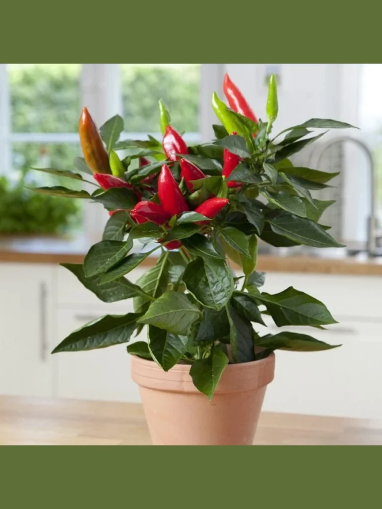 Bell Pepper Pots for Bright Kitchen Ingredients