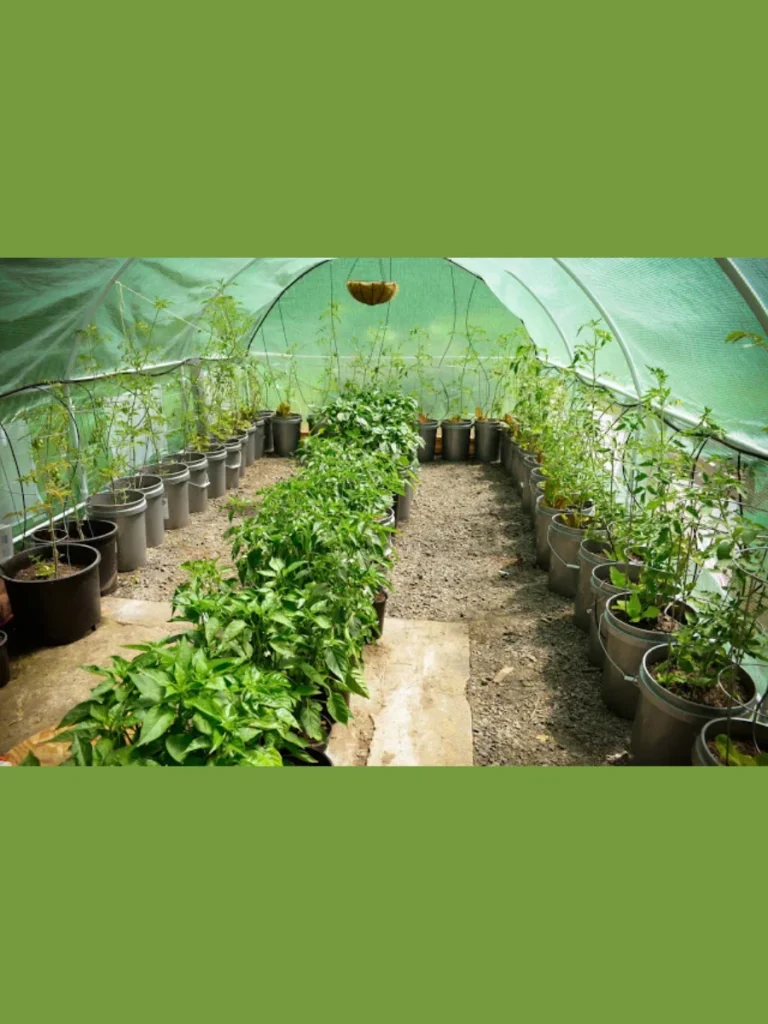 Climbing Tomato Vines in Deep Five Gallon Buckets