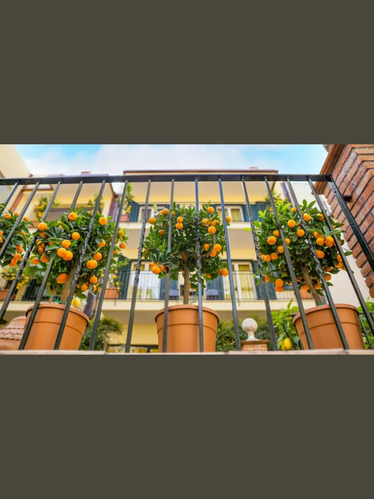 Dwarf Citrus Trees in Large Resin Pots